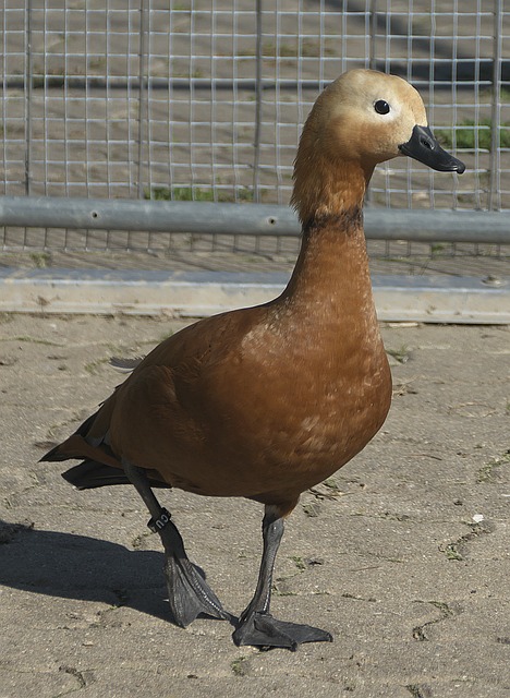 势评估真